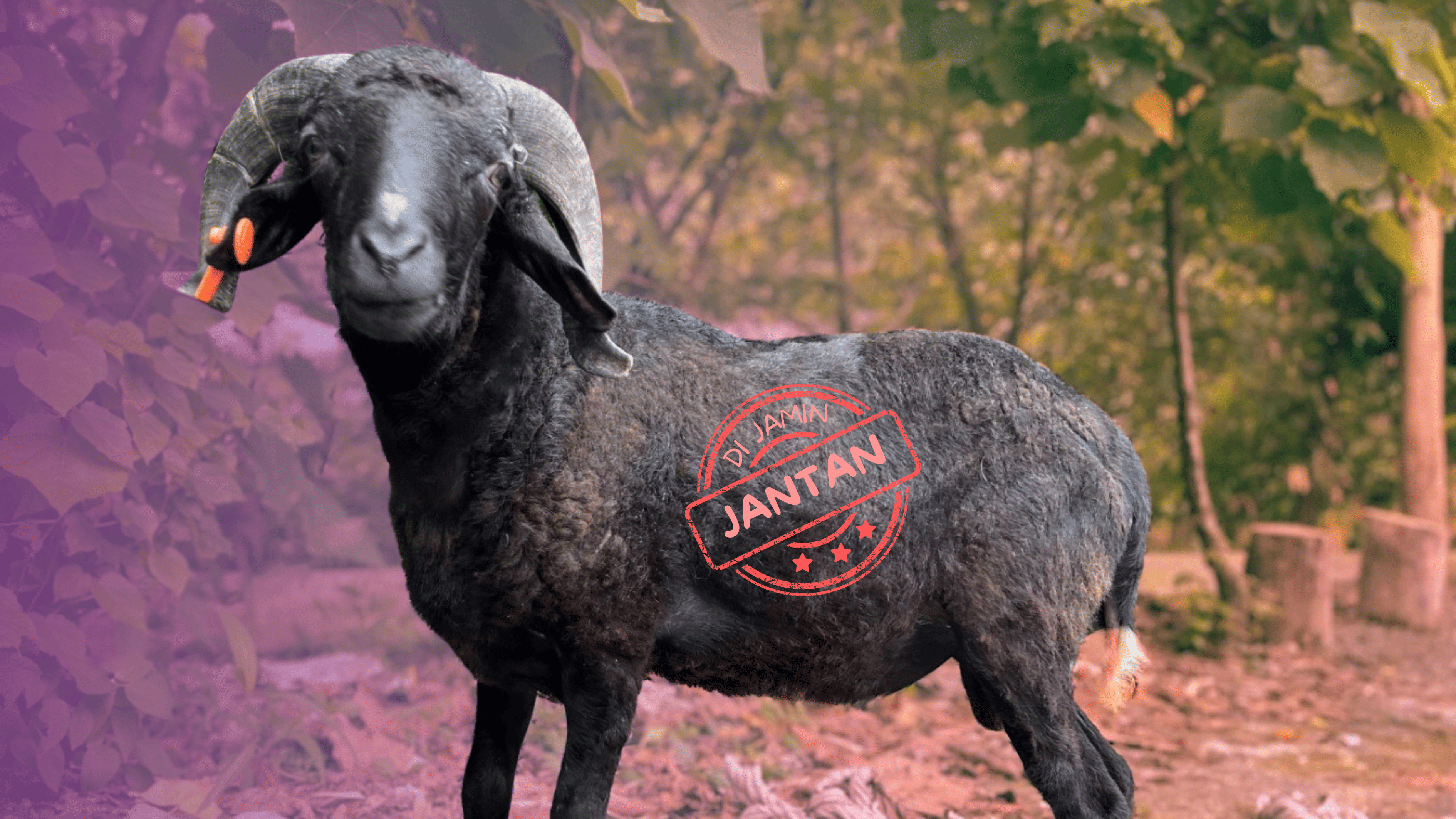 Kambing Kelas C Berat (30-39 KG)