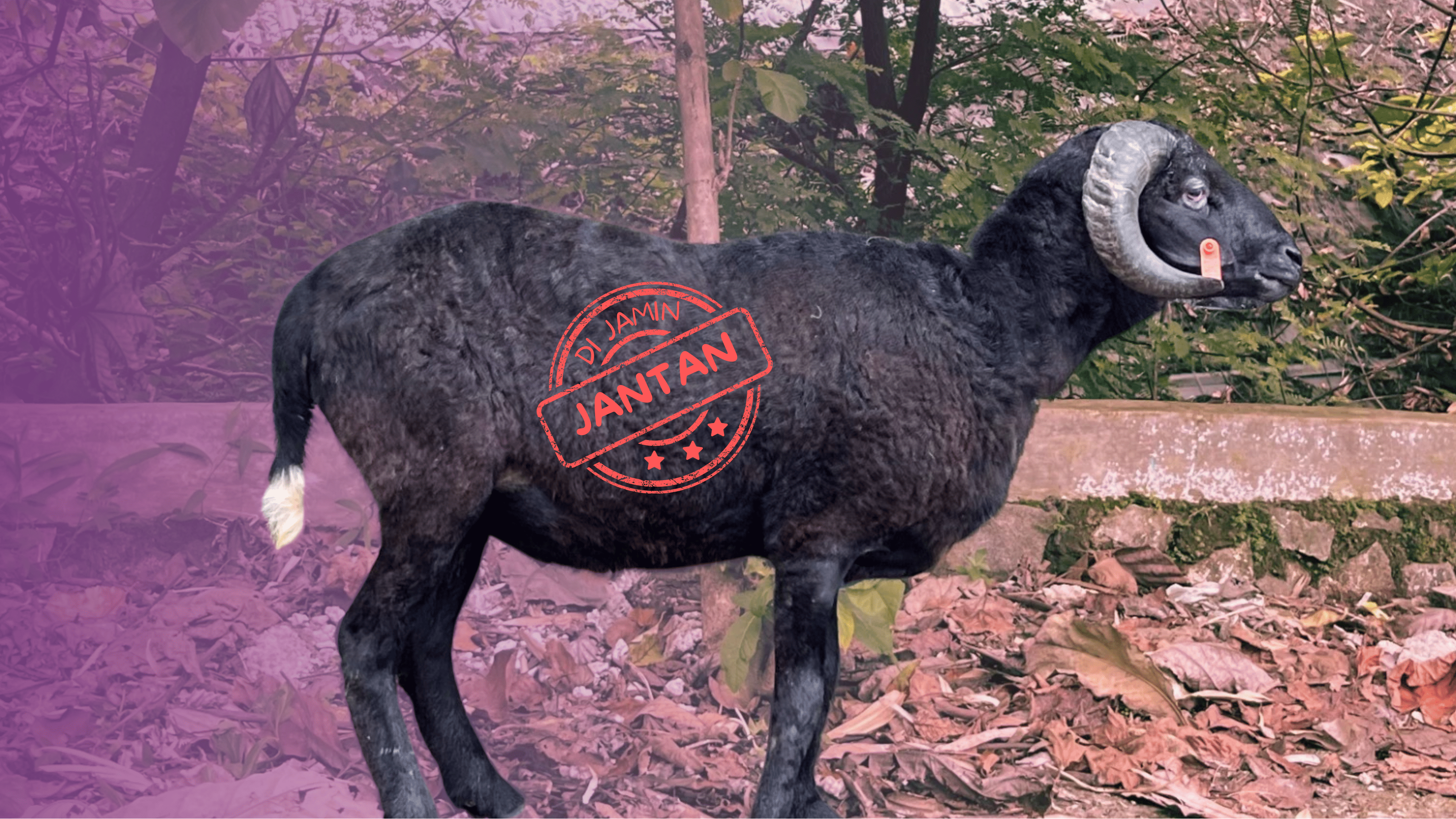 Kambing Kelas B Berat (35-40 KG)