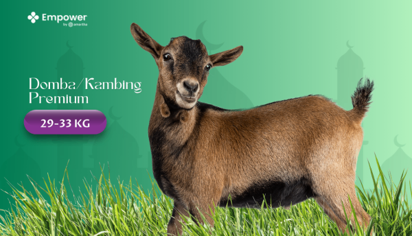 Domba/Kambing Premium (29-33 KG)